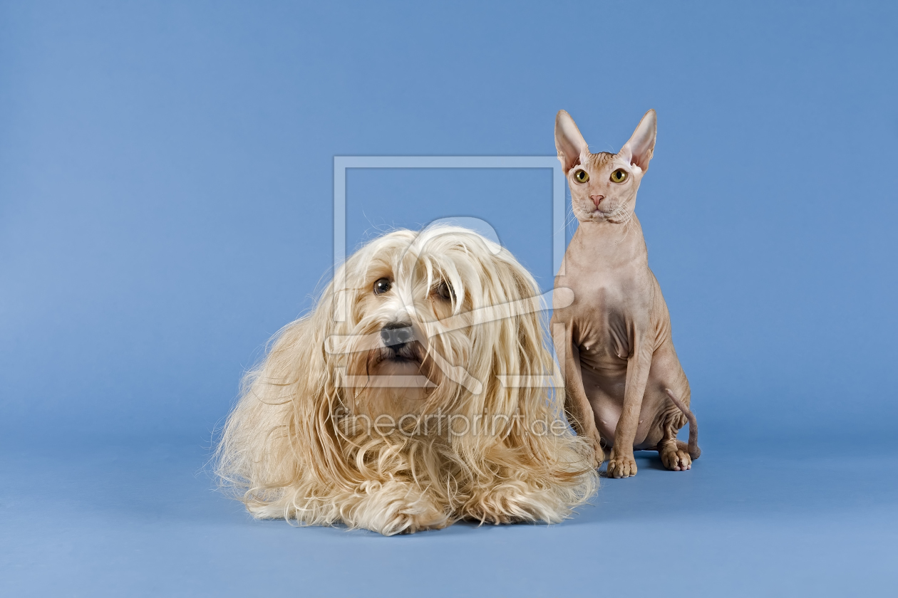 Bild-Nr.: 10969052 Katzen Peterbald Hunde Havaneser 10389 erstellt von eSchmidt