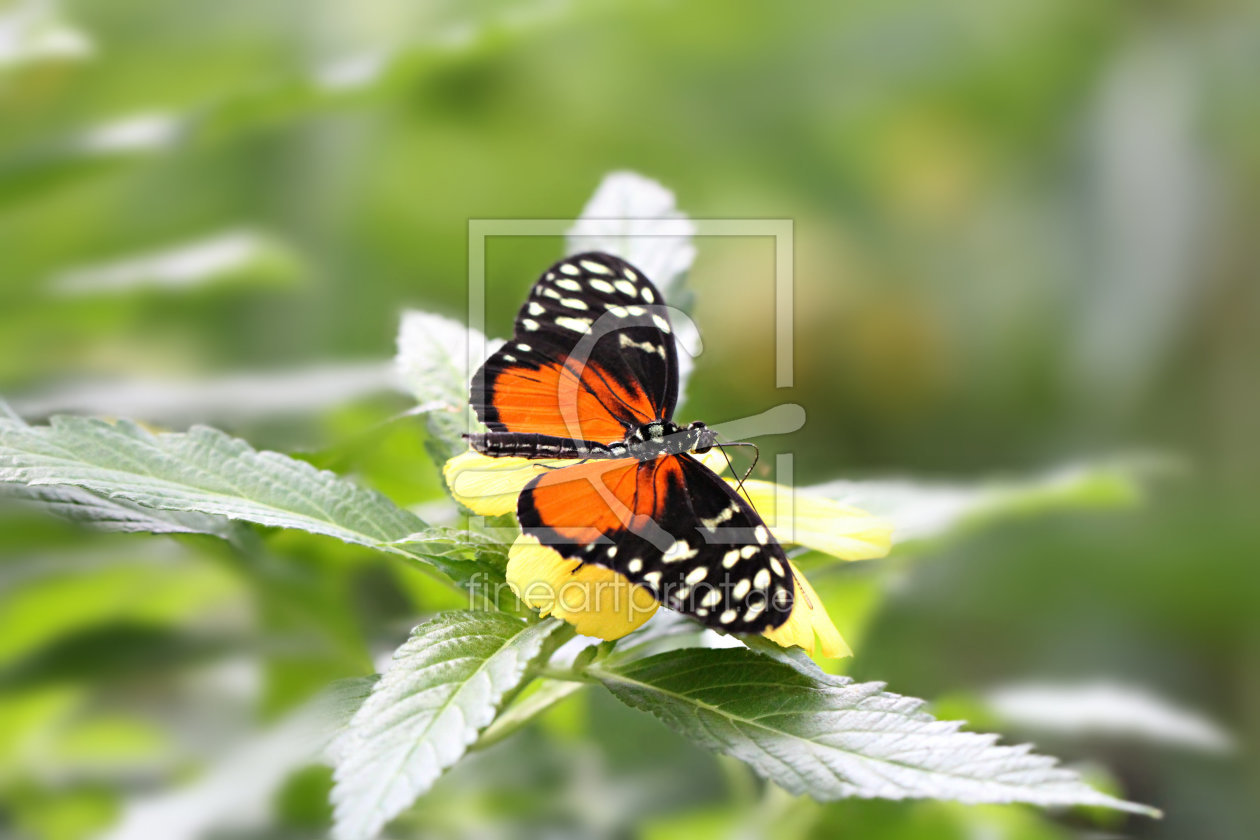 Bild-Nr.: 10969456 Exotischer Schmetterling erstellt von Heike  Hultsch