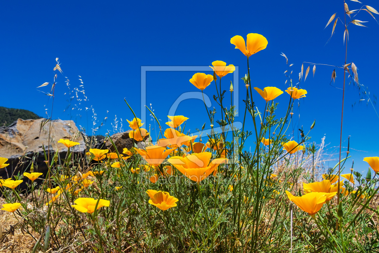 Bild-Nr.: 10969670 Blumen erstellt von Rico Ködder