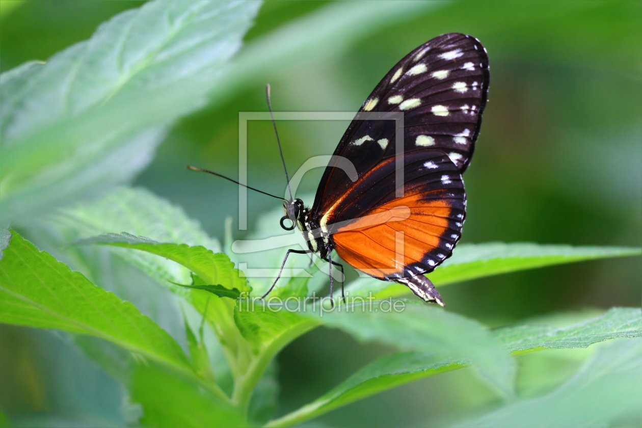 Bild-Nr.: 10969866 Exotischer Schmetterling erstellt von Heike Hultsch