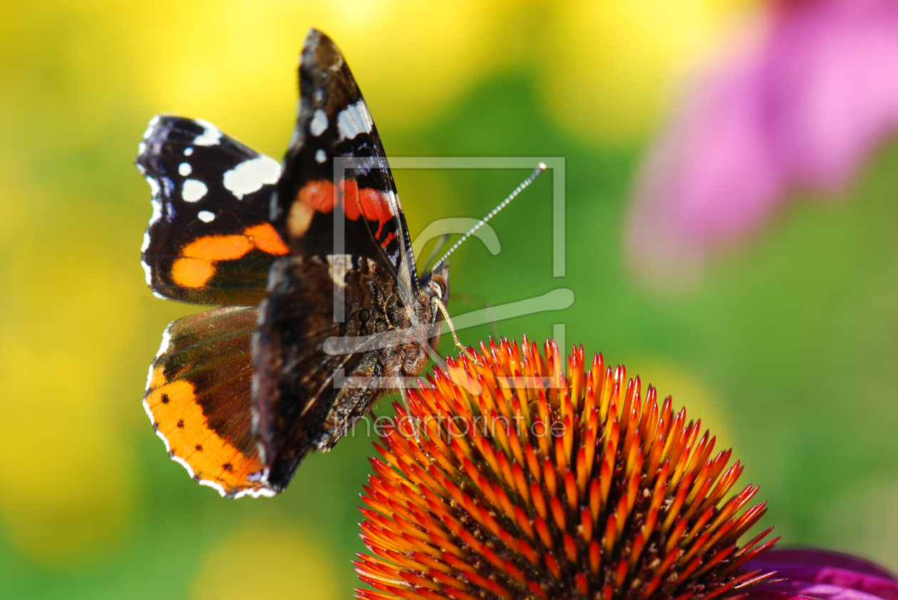 Bild-Nr.: 10970460 Butterfly erstellt von Atteloi