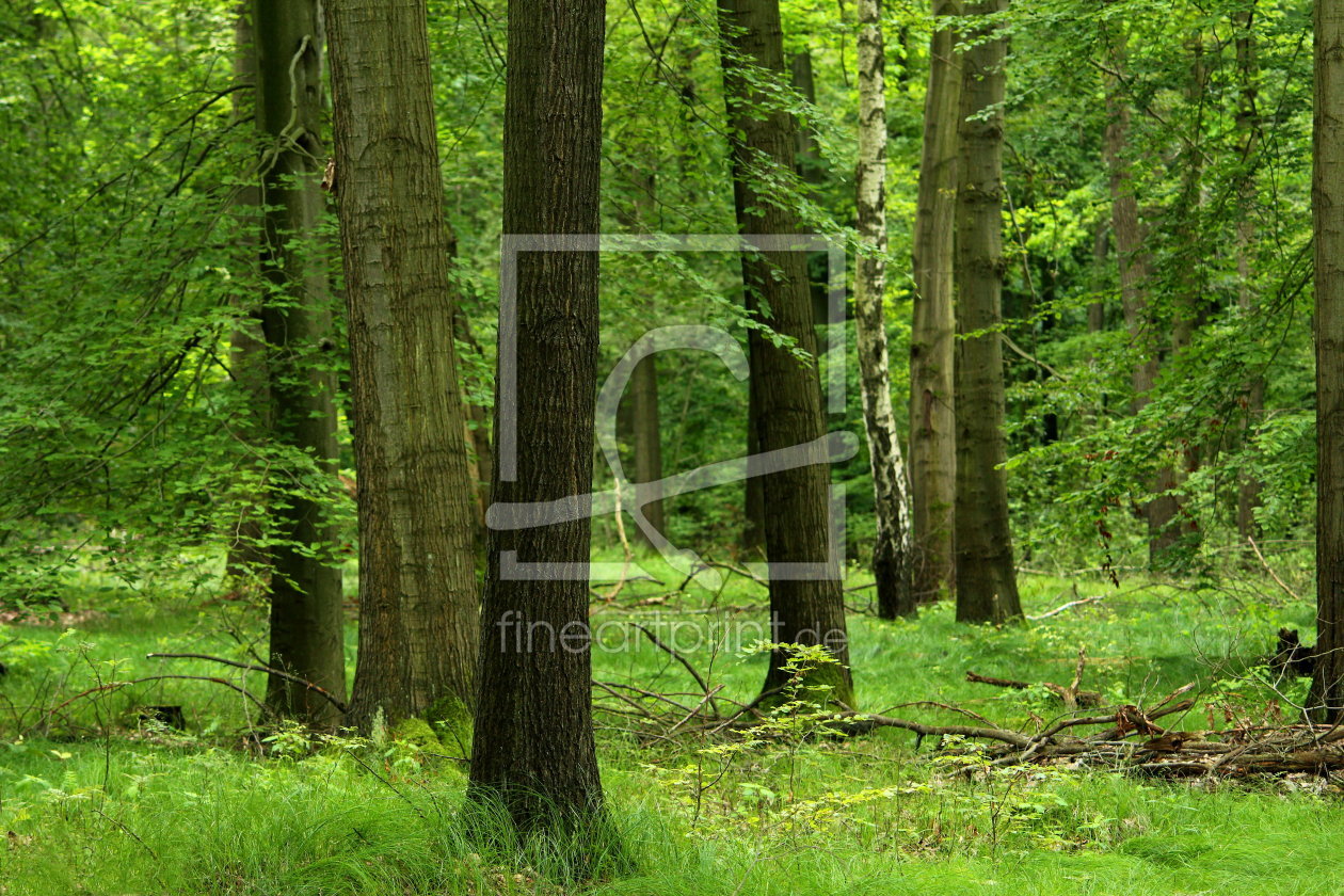 Bild-Nr.: 10971070 Wilder Wald erstellt von Heike  Hultsch