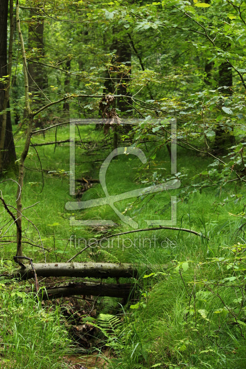 Bild-Nr.: 10971076 Wilder Wald erstellt von Heike Hultsch