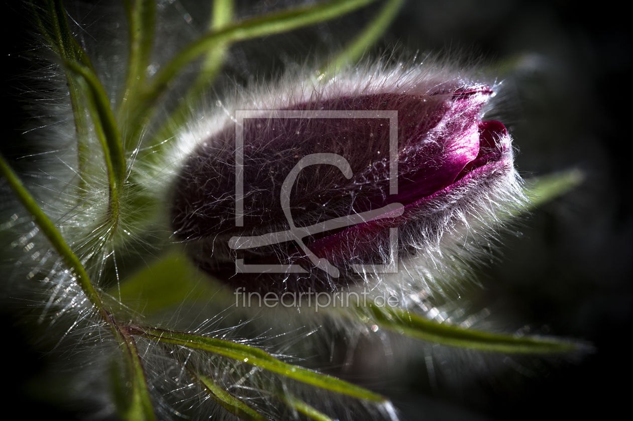 Bild-Nr.: 10972160 Pulsatilla erstellt von fotokunst-schmelzer