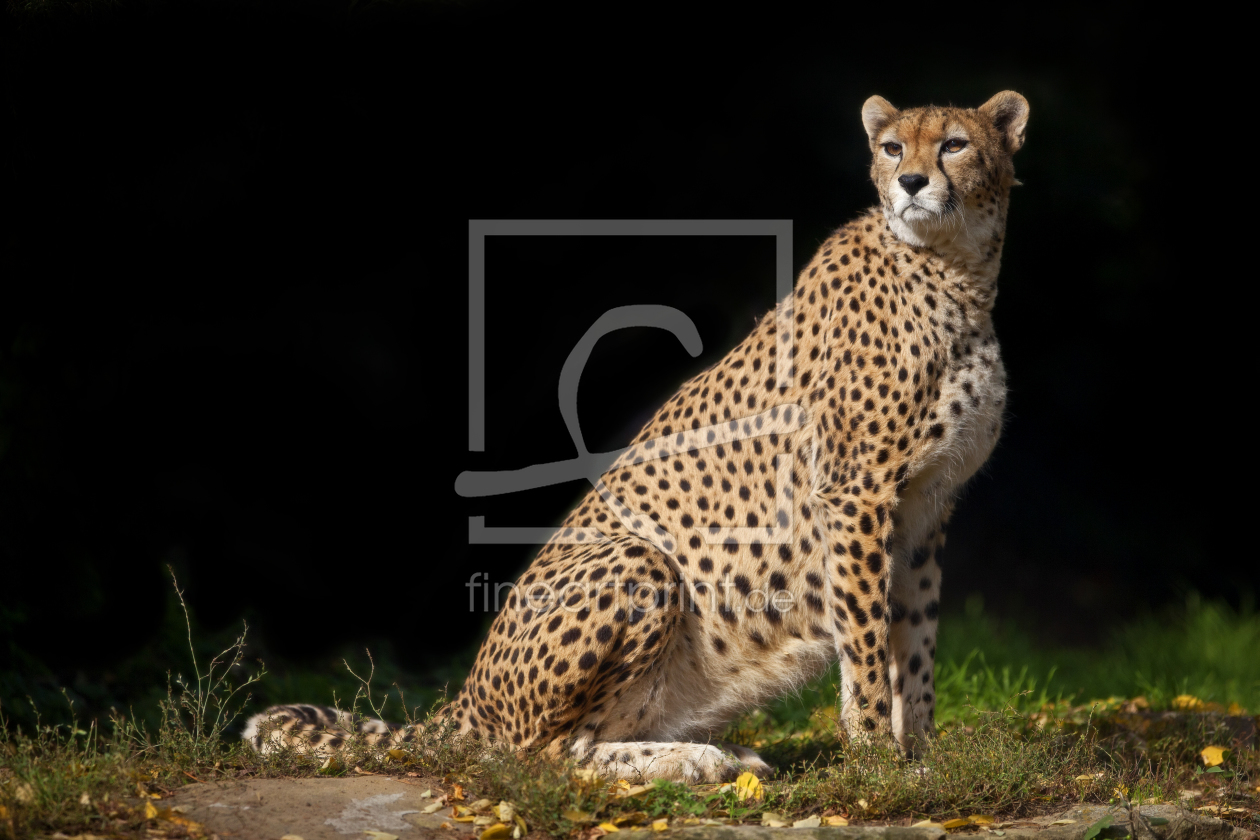 Bild-Nr.: 10973194 Cheetah erstellt von 