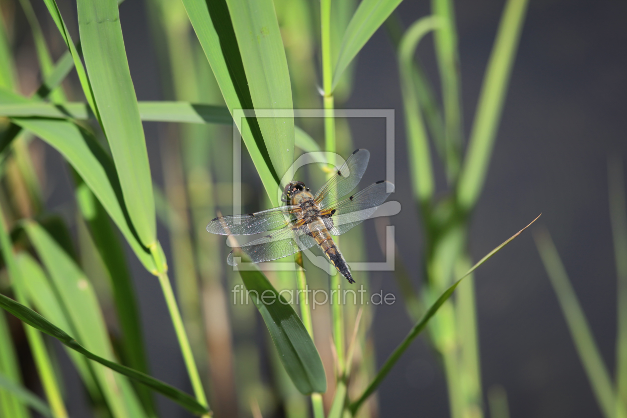Bild-Nr.: 10973812 Libelle erstellt von FotoDeHRO