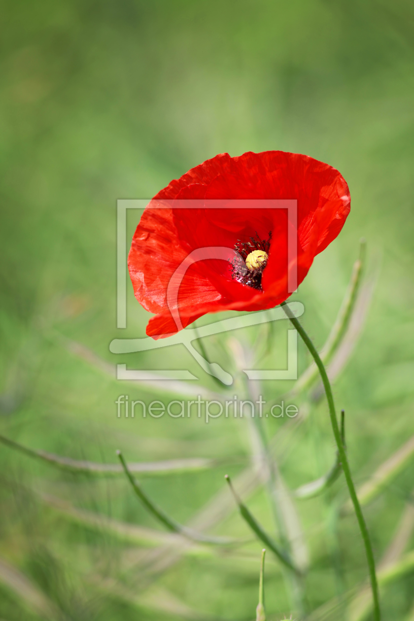 Bild-Nr.: 10973818 Mohn im Raps erstellt von FotoDeHRO