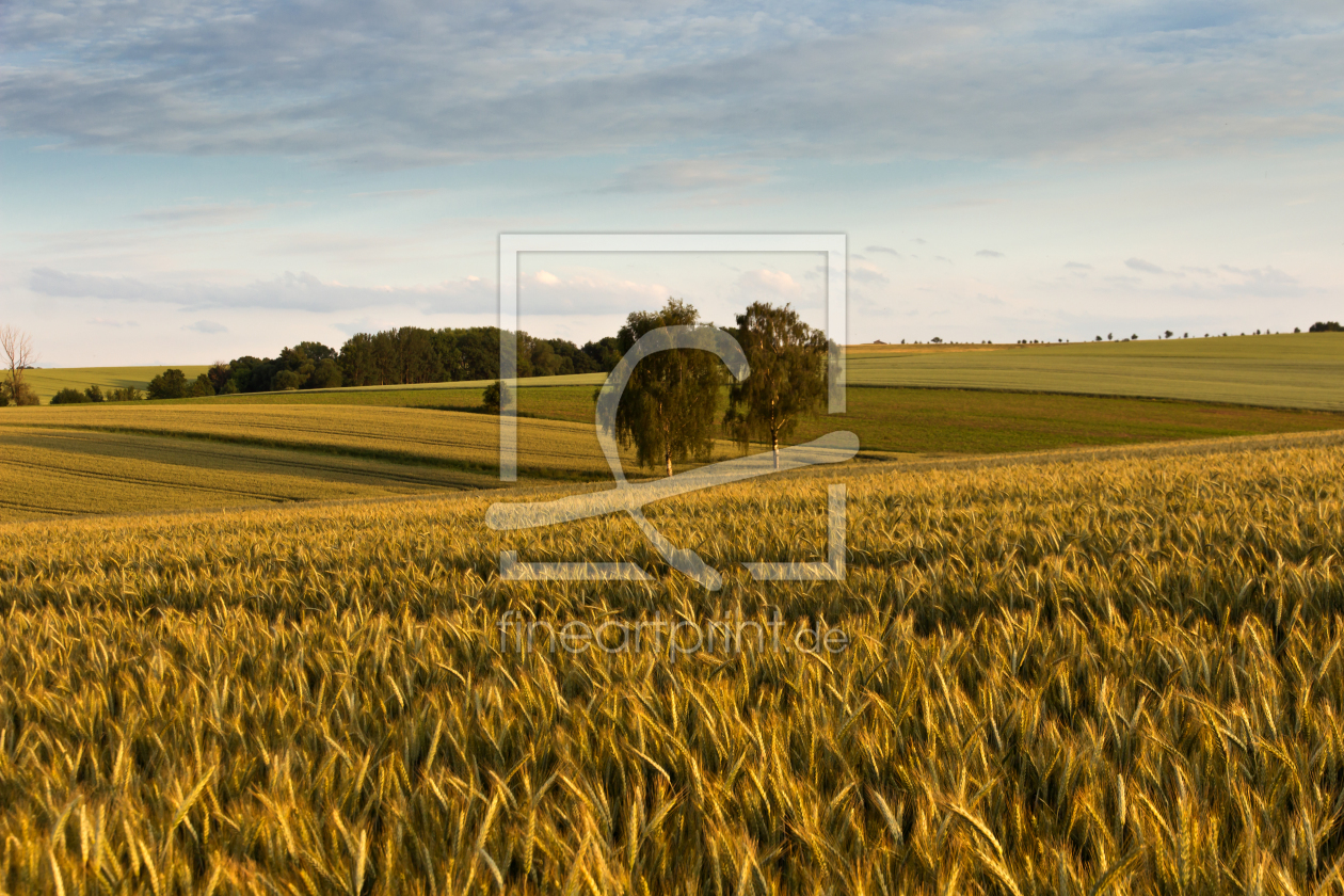 Bild-Nr.: 10974440 Das Feld erstellt von Kay Hecker