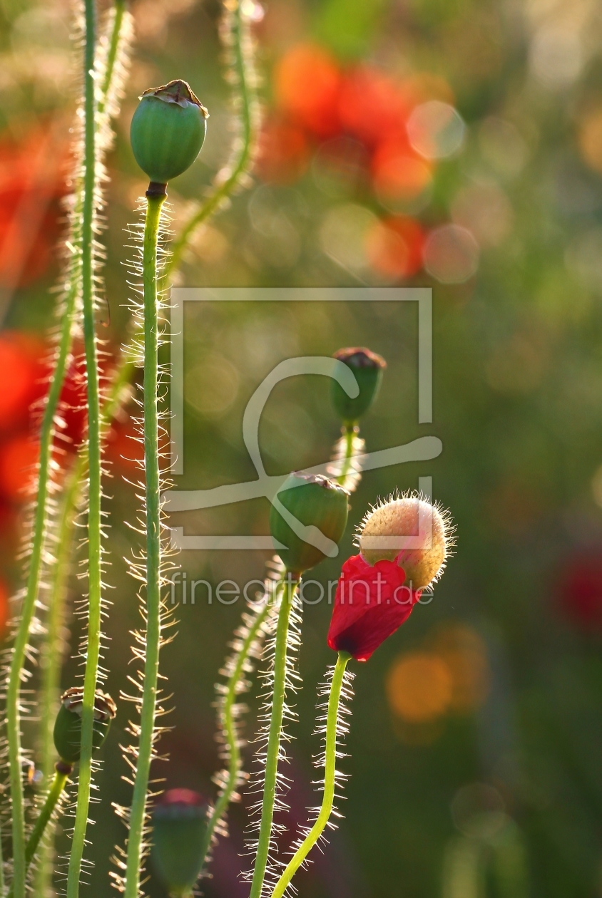 Bild-Nr.: 10974480 Mohn im Gegenlicht erstellt von falconer59