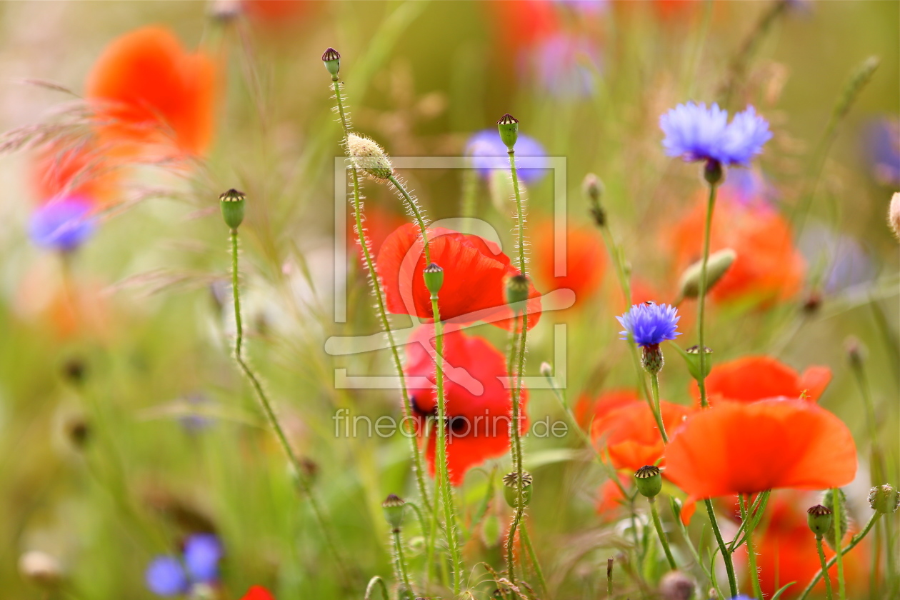 Bild-Nr.: 10975246 Mohn in Gesellschaft erstellt von Ursula Reins