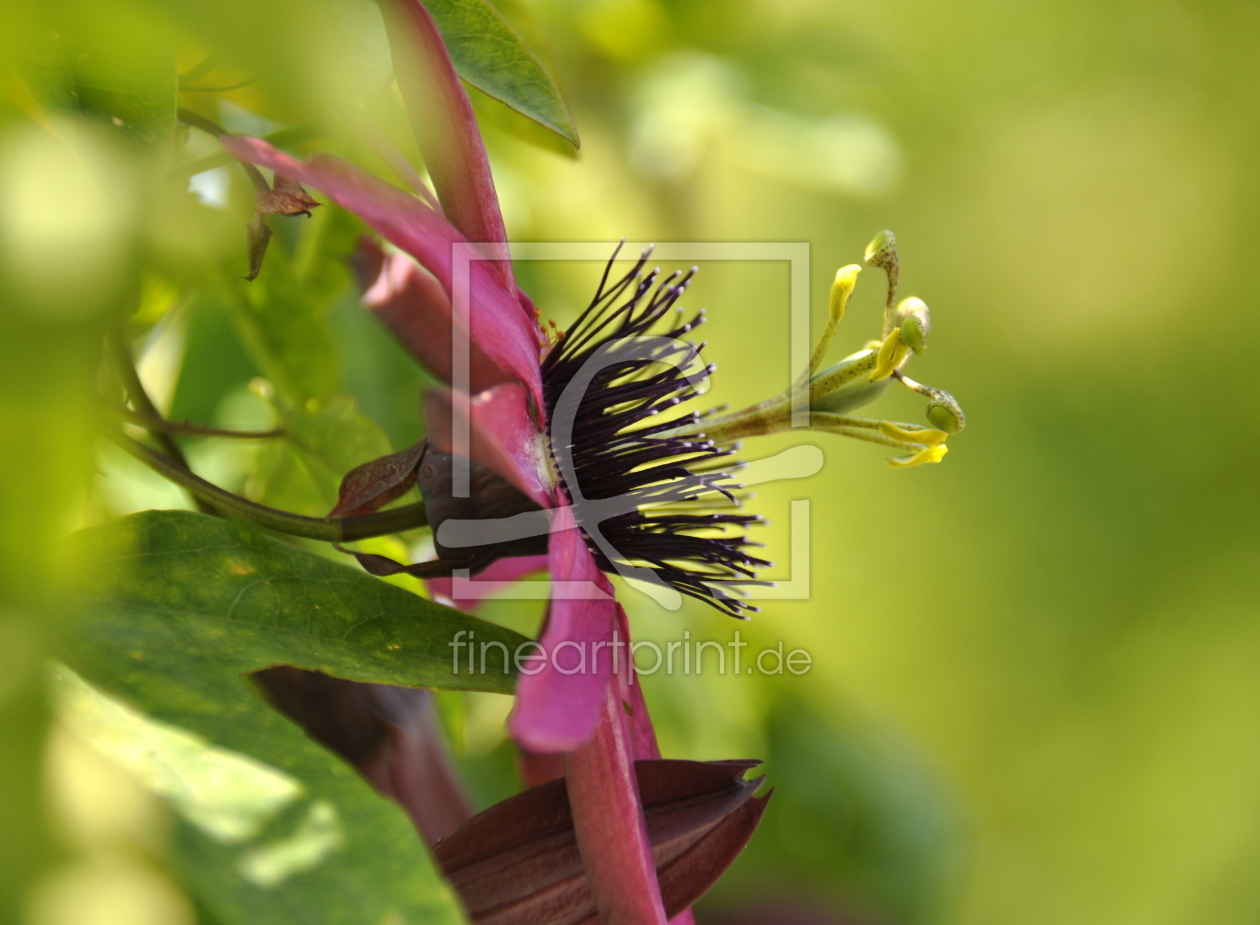 Bild-Nr.: 10976028 Passiflora erstellt von GUGIGEI