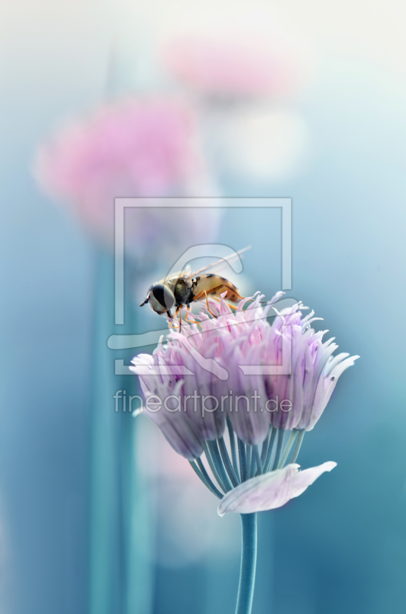 Bild-Nr.: 10977568 Schnittlauchblüte erstellt von Atteloi