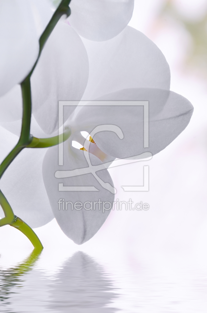 Bild-Nr.: 10978718 Orchidee erstellt von Atteloi