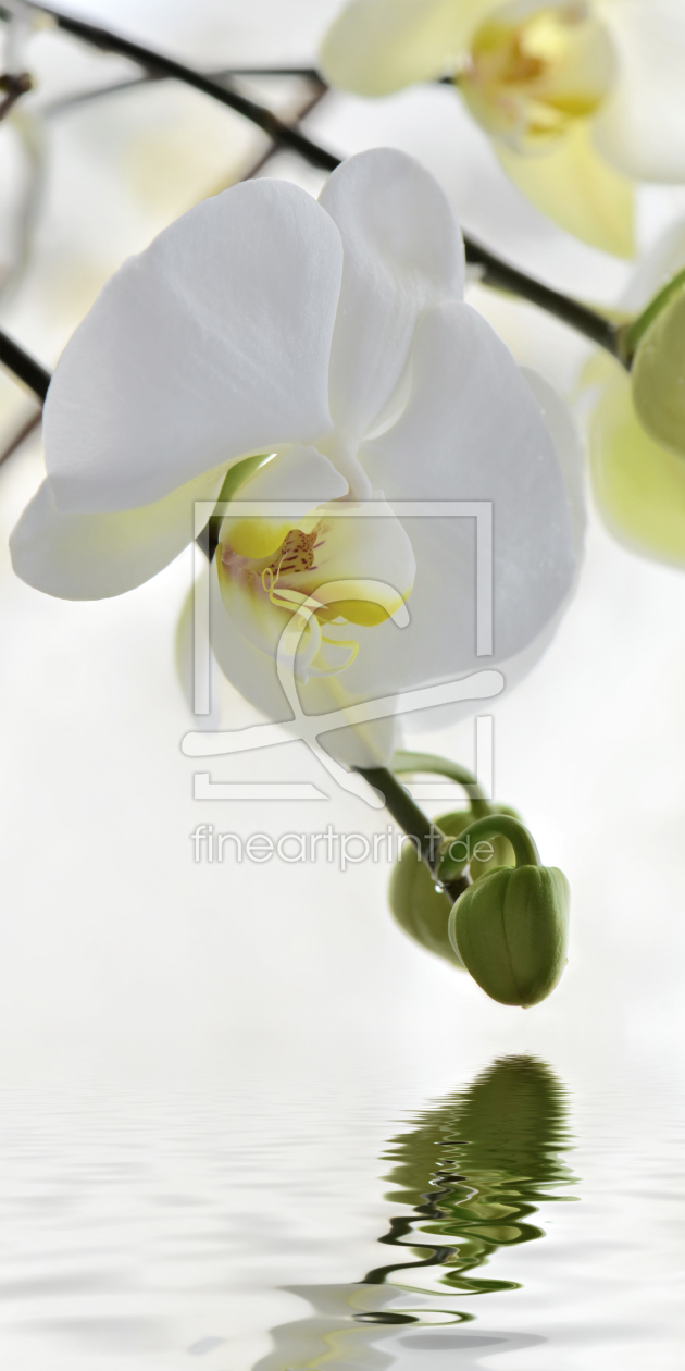 Bild-Nr.: 10979004 Orchidee erstellt von Atteloi