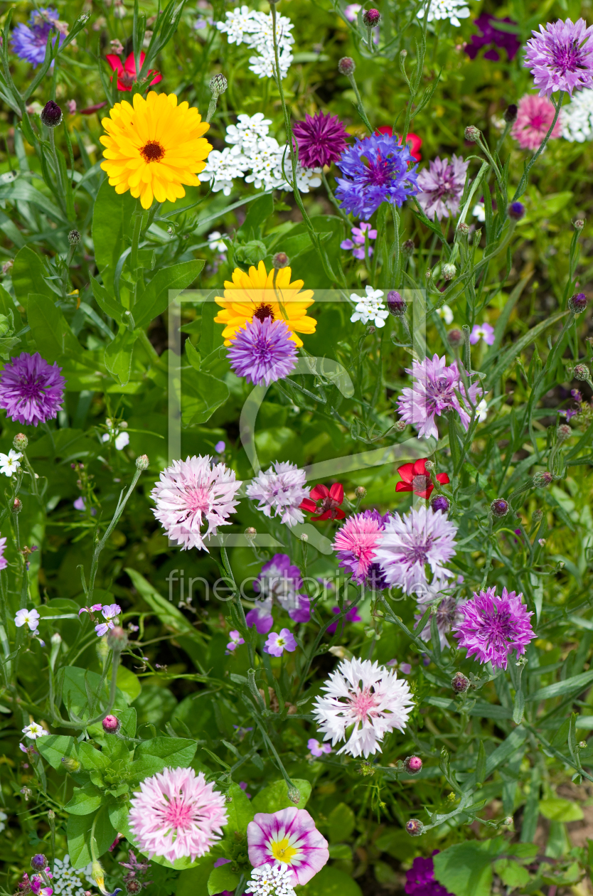 Bild-Nr.: 10979786 Sommerwiese erstellt von Steffen Gierok