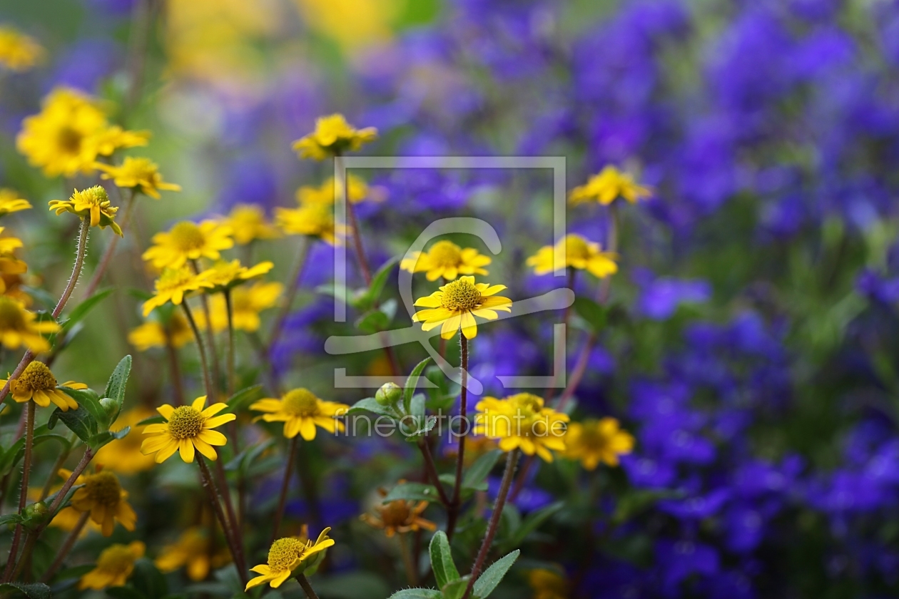 Bild-Nr.: 10979922 Husarenköpfchen  Sanvitalia procumbens erstellt von Renate Knapp