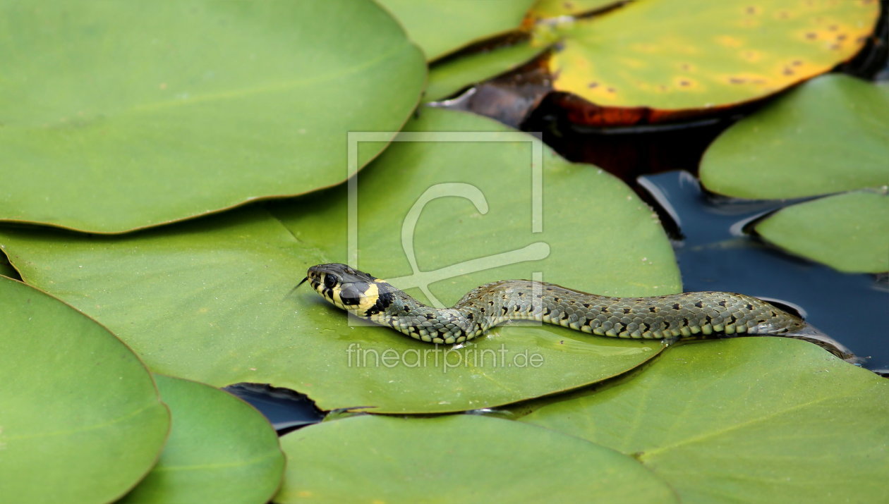 Bild-Nr.: 10980440 Ringelnatter im Teich erstellt von Heike Hultsch