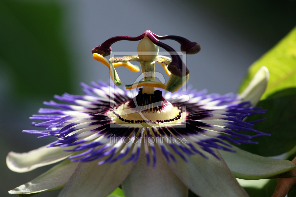 Bild-Nr.: 10981876 Blaue Passionsblume  Passiflora caerulea erstellt von Renate Knapp