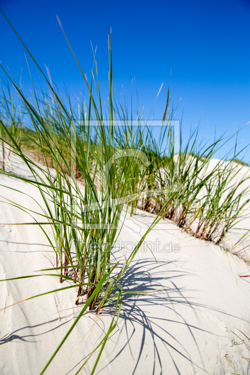 Bild-Nr.: 10982748 Nahaufnahme von Dünengrass auf Norderney, Deutschland erstellt von goekce-narttek