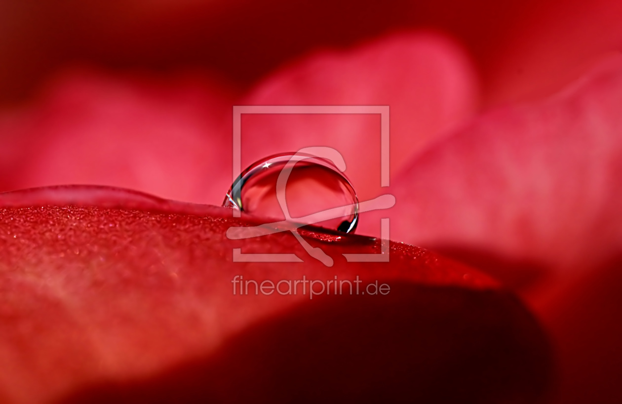 Bild-Nr.: 10983478 Rouge erstellt von youhaveadream