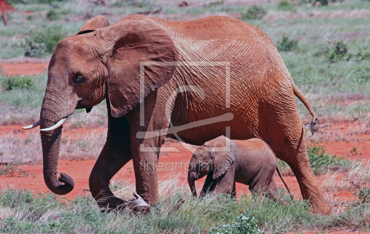 Bild-Nr.: 10983630 gehende elefanten mutter mit baby.Kenia erstellt von xhelal kqiku