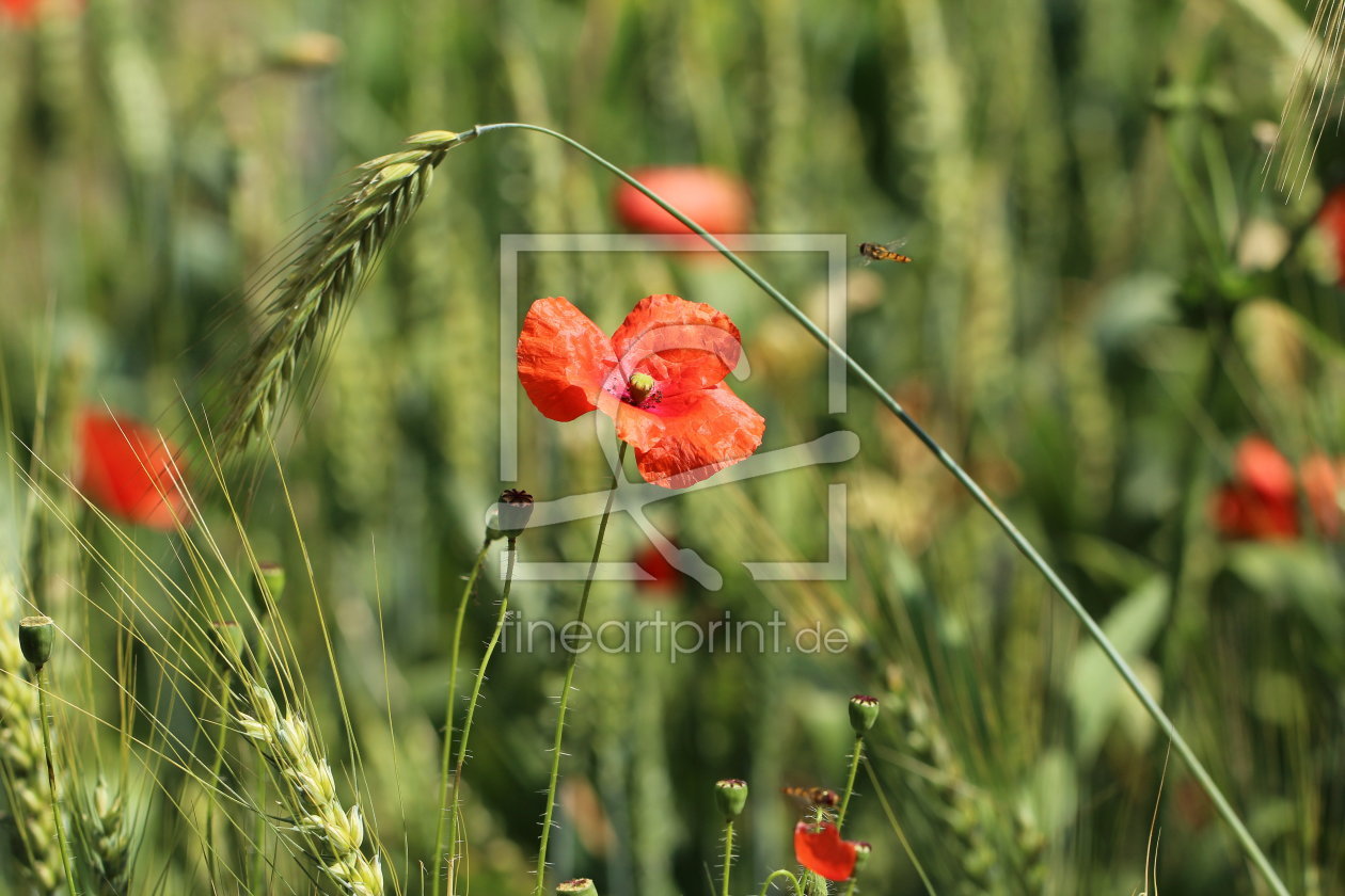 Bild-Nr.: 10985720 Sommermohnwiese erstellt von Heike Hultsch