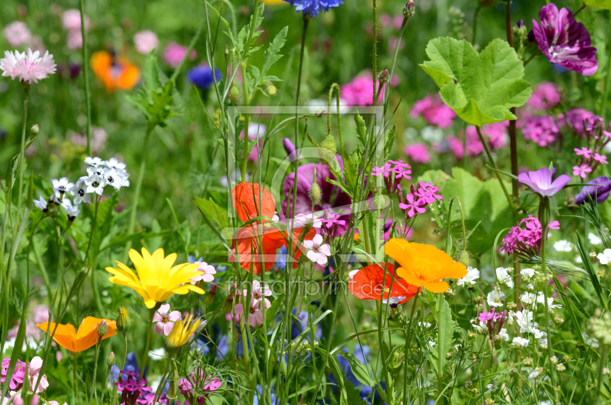 Bild-Nr.: 10985964 Wildblumenwiese erstellt von Ostfriese