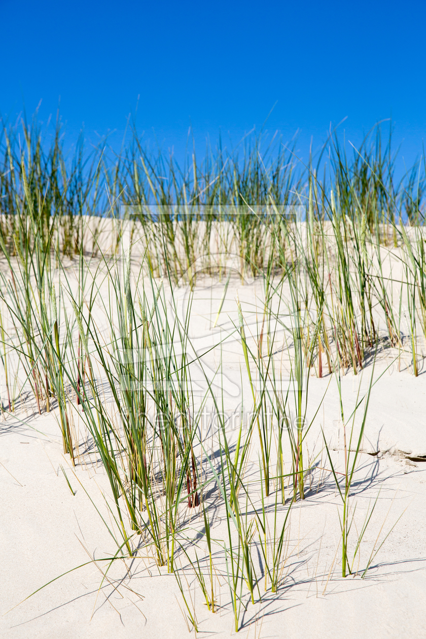 Bild-Nr.: 10986058 Strandgras in den Dünen auf Norderney erstellt von goekce-narttek