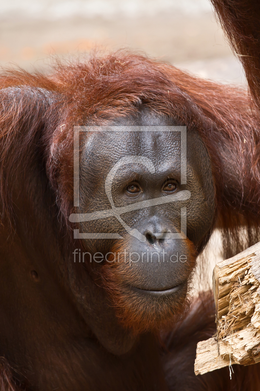 Bild-Nr.: 10986332 Orang Utan erstellt von KaDeKb