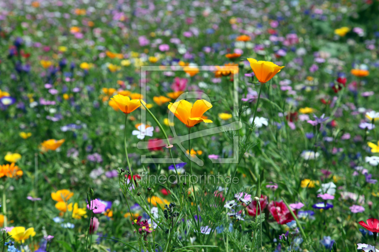 Bild-Nr.: 10987014 Wildblumenwiese erstellt von Renate Knapp