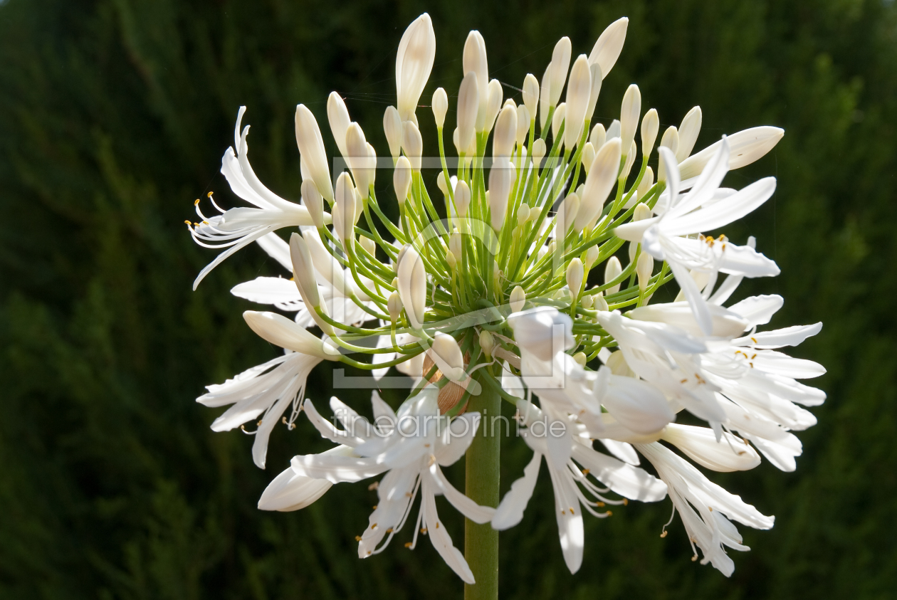 Bild-Nr.: 10987016 Blüte im Licht erstellt von Klaus Schäfer