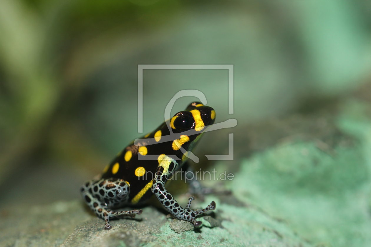 Bild-Nr.: 10988140 Pfeilgiftfrosch erstellt von Heike  Hultsch