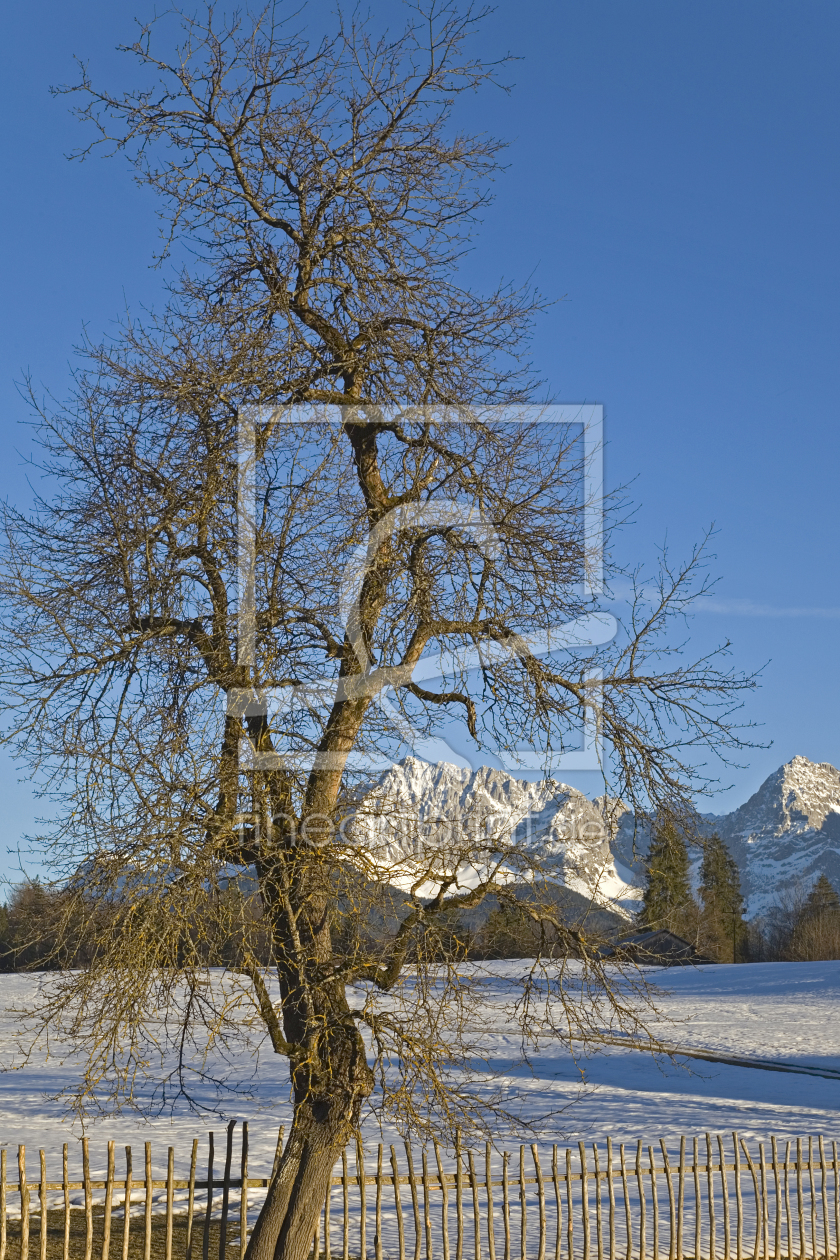 Bild-Nr.: 10989346 Laubbaum im Spätwinter erstellt von EderHans