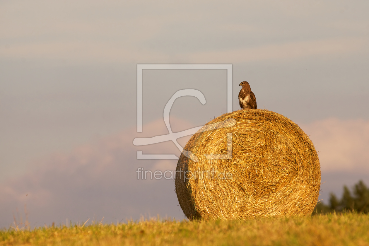 Bild-Nr.: 10989828 companion erstellt von Jens Kalanke