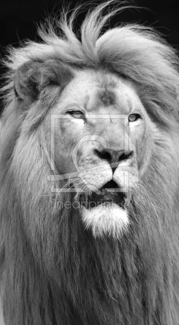 Bild-Nr.: 10990094 Portrait eines Löwen erstellt von Buellom