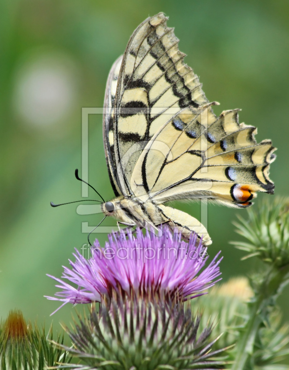 Bild-Nr.: 10990494 	Schwalbenschwanz Papilio machaon  Fam. Ritterfalter Papilionidae erstellt von xhelal kqiku