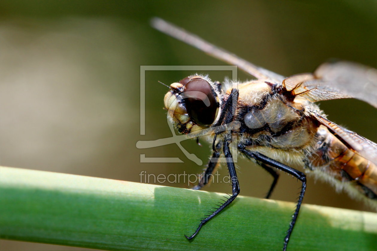 Bild-Nr.: 10991418 Makro einer Libelle erstellt von Heike Hultsch