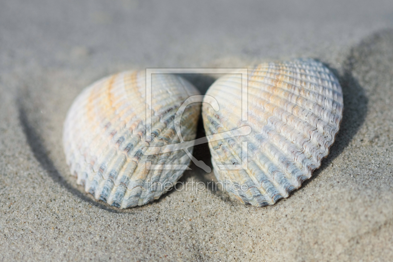 Bild-Nr.: 10991476 Herzmuscheln im Sand erstellt von nicoleblick