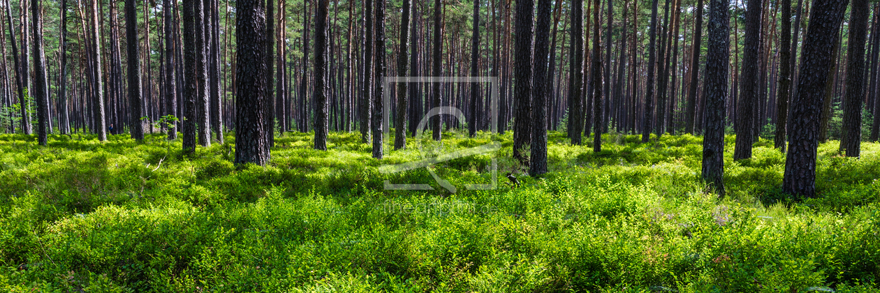 Bild-Nr.: 10991694 Wald Pano  erstellt von TomKli