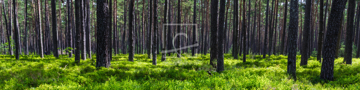 Bild-Nr.: 10991708 Wald Pano 1-4 erstellt von TomKli