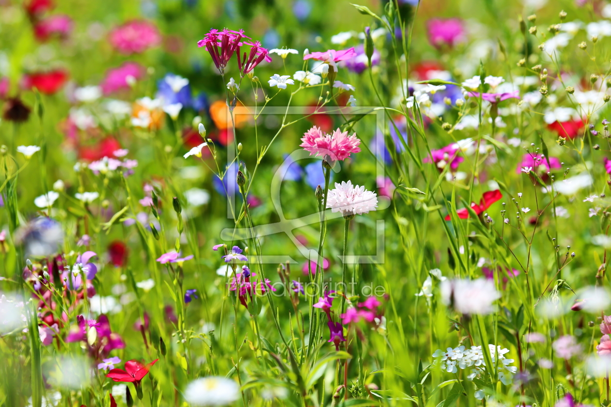 Bild-Nr.: 10992556 Blumenwiese erstellt von fotoping