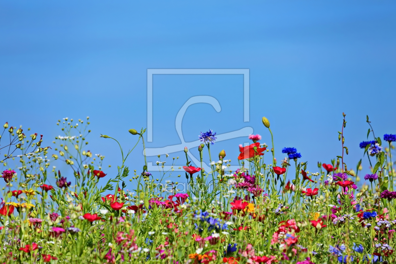 Bild-Nr.: 10992574 Blumenwiese erstellt von fotoping