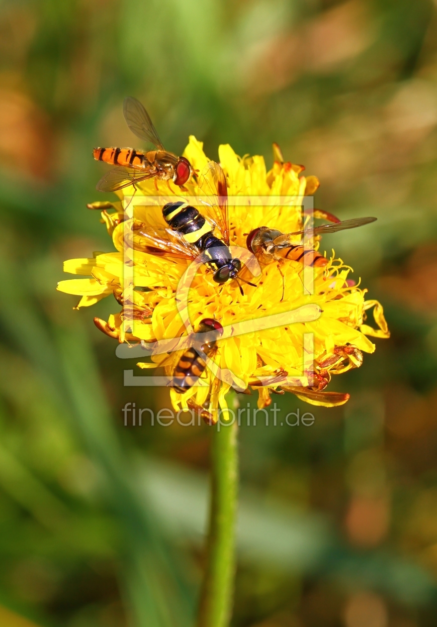Bild-Nr.: 10992692 Insektenvielfalt erstellt von falconer59