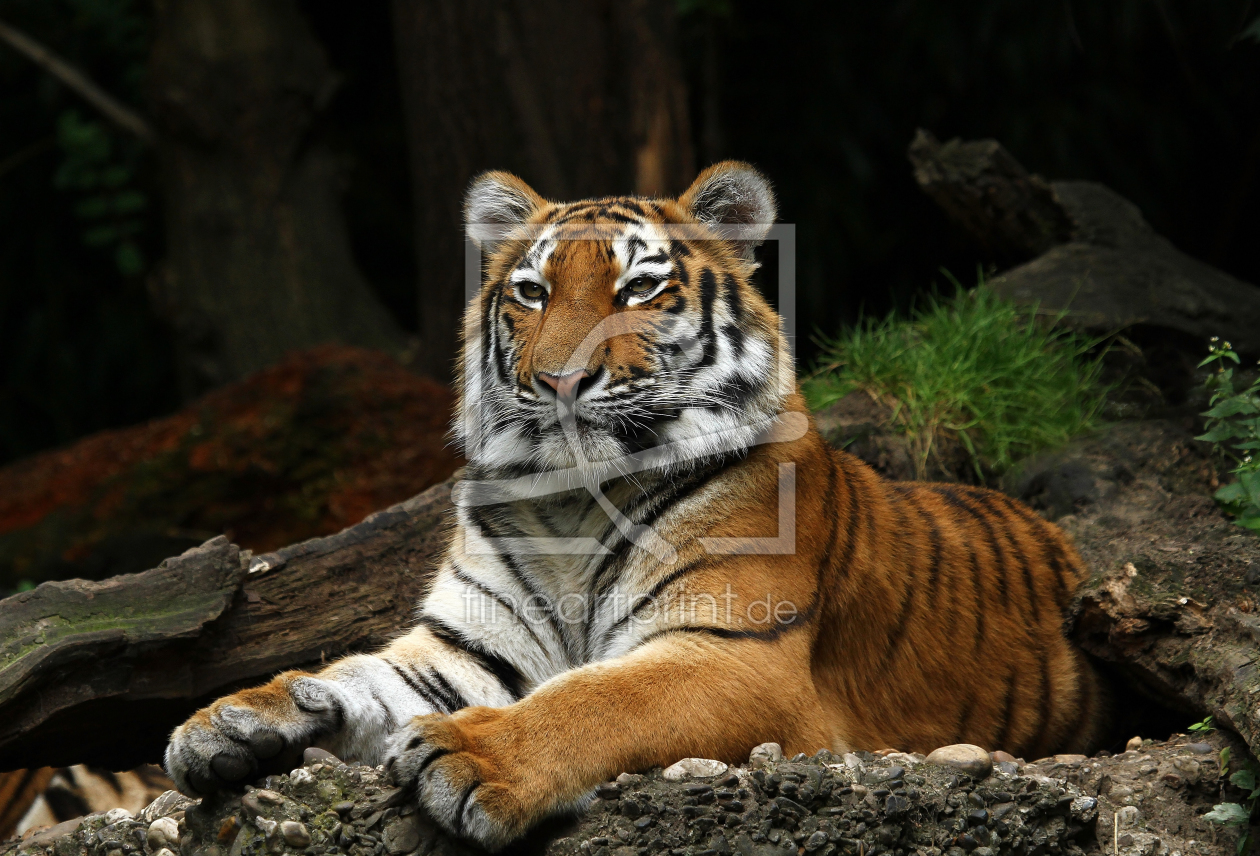 Bild-Nr.: 10992882 TigerPortrait erstellt von Boersenfuchs