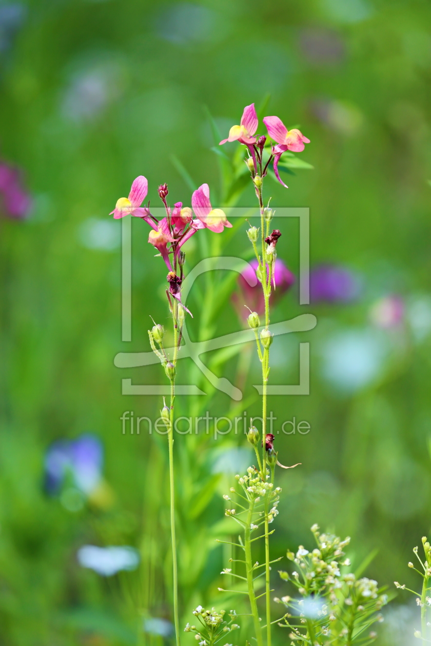 Bild-Nr.: 10993988 Blumenwiese erstellt von fotoping