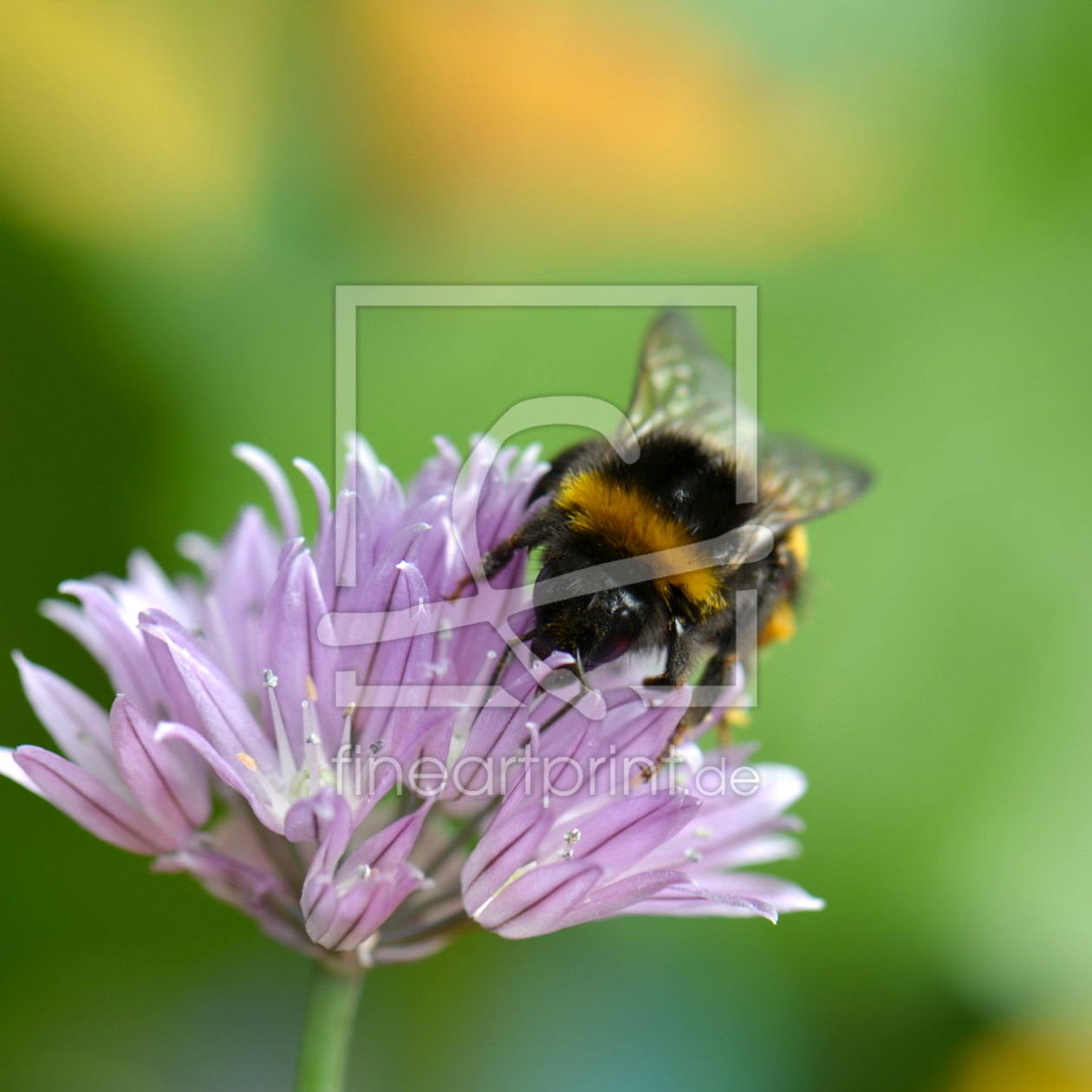 Bild-Nr.: 10994044 Hummel erstellt von Atteloi