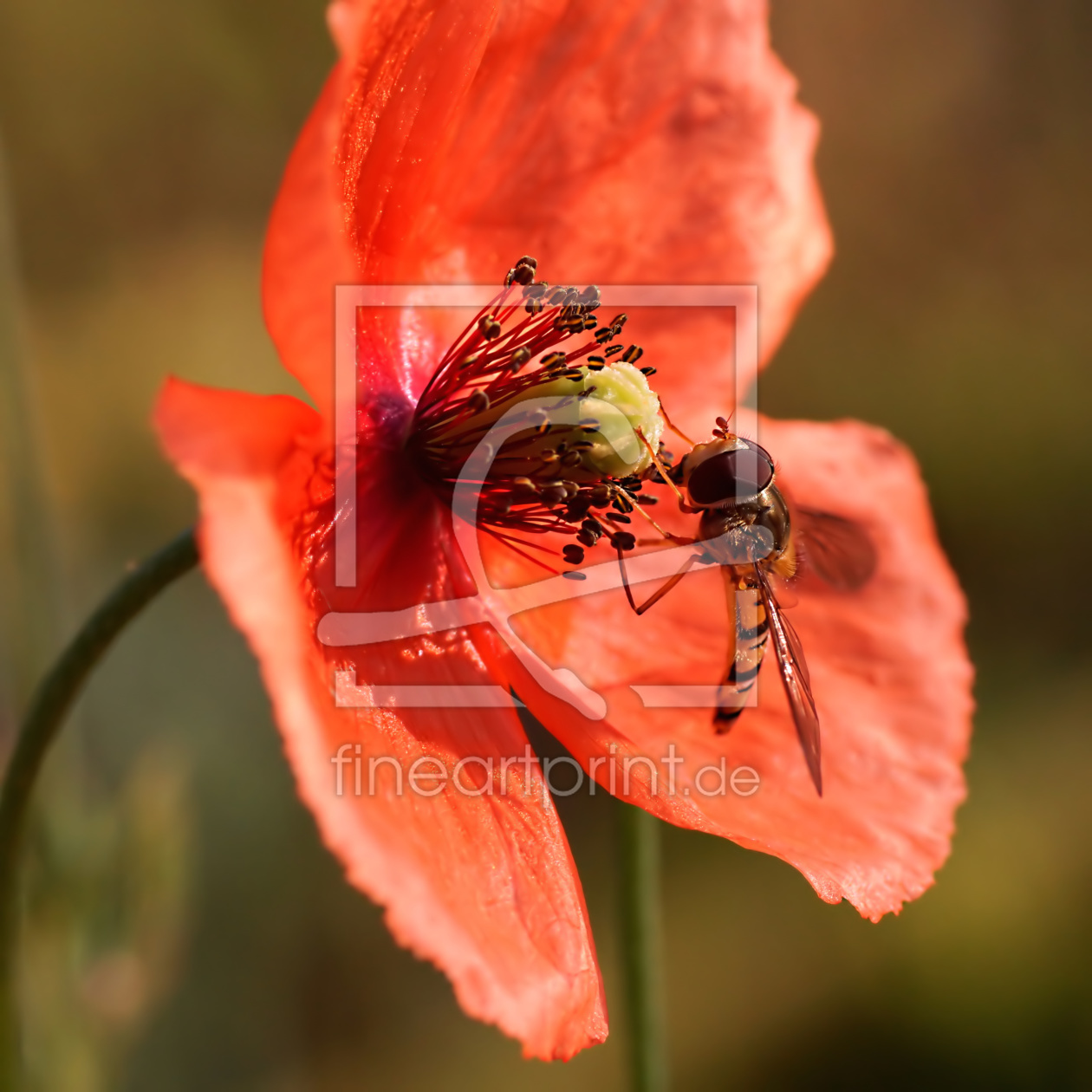 Bild-Nr.: 10994142 Poppy erstellt von youhaveadream