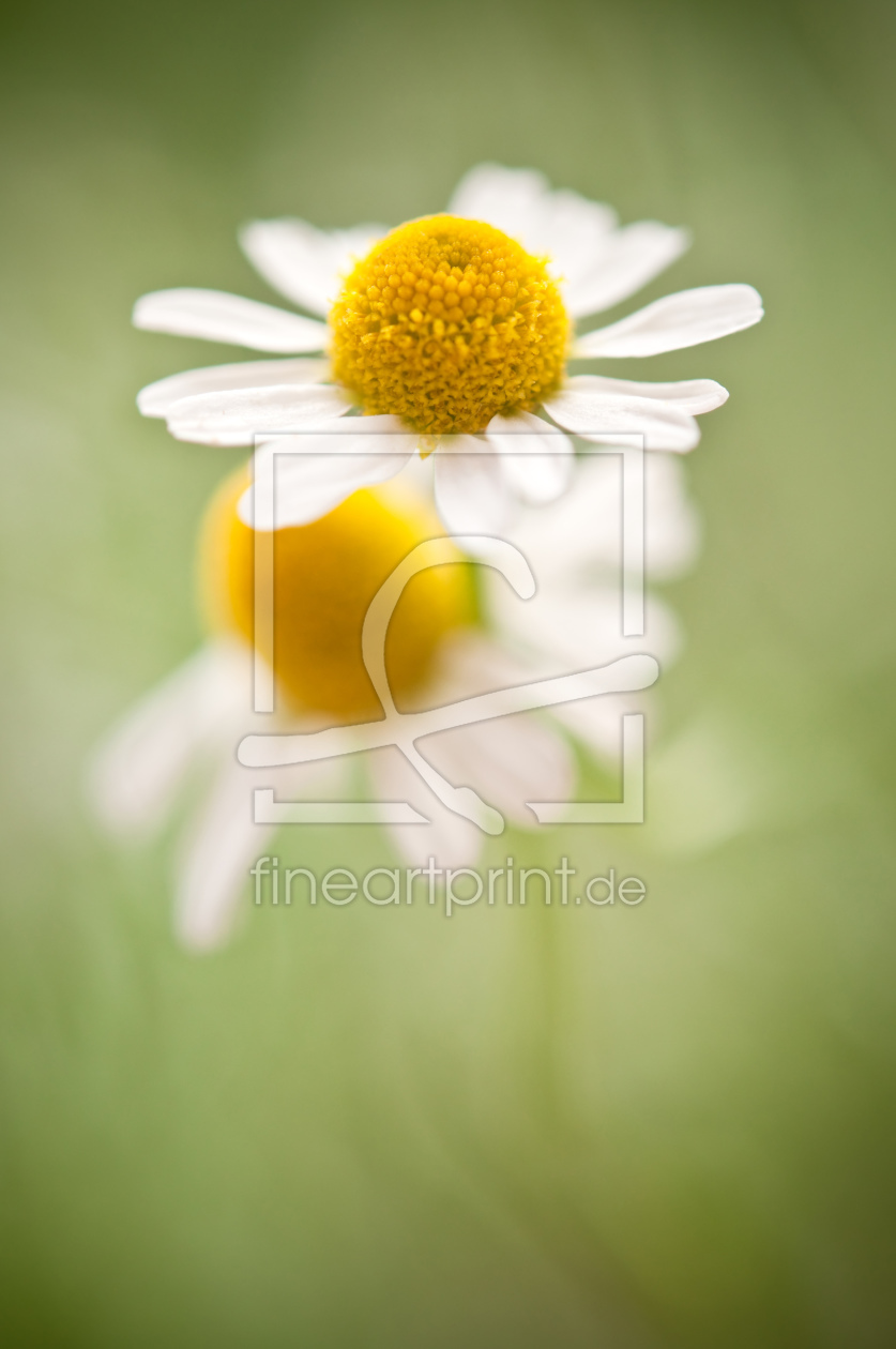 Bild-Nr.: 10996684 Chamomile Love erstellt von aliasemma