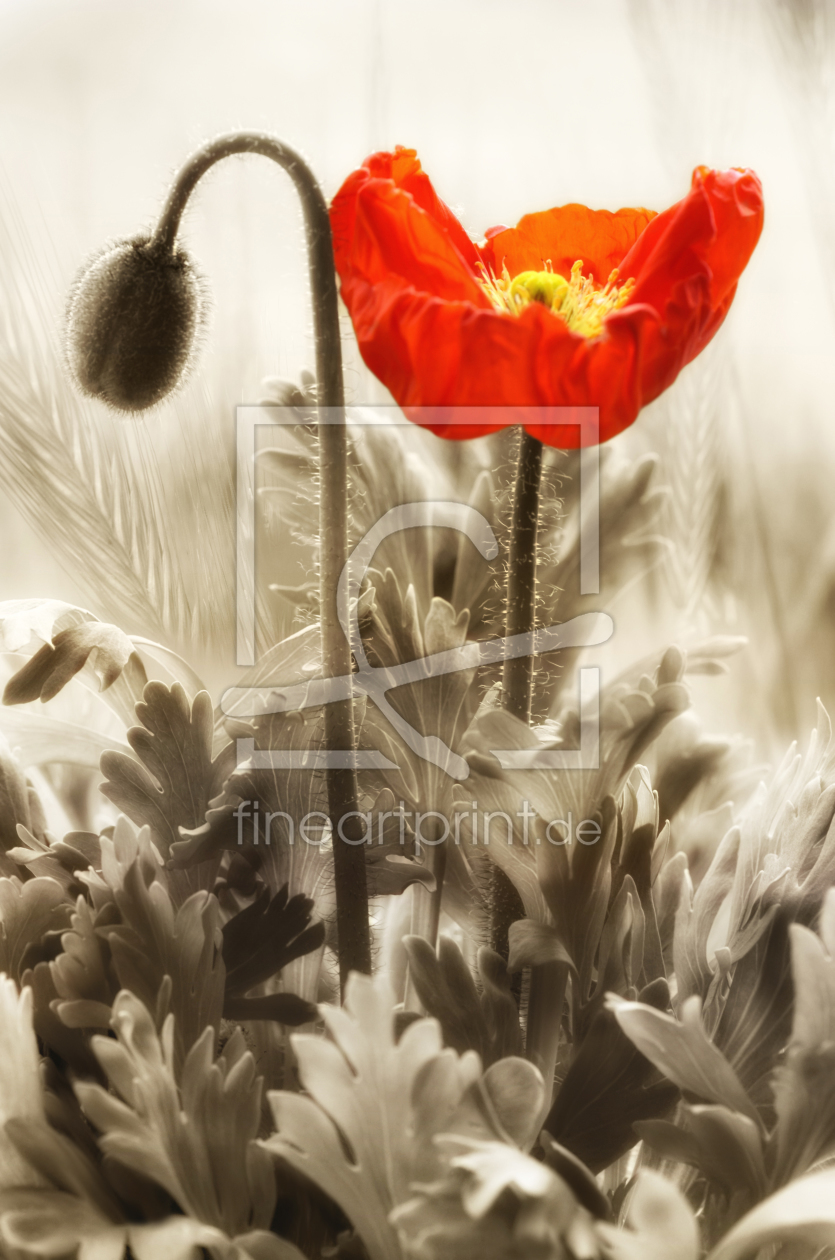 Bild-Nr.: 10997058 Mohnblume erstellt von Atteloi