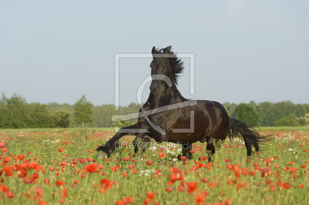 Bild-Nr.: 10997372 Friese im Mohn erstellt von Martina Grebler